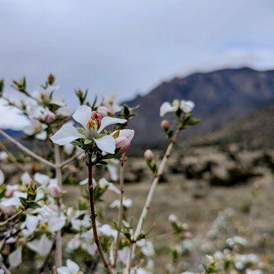 Cibola National Forest
