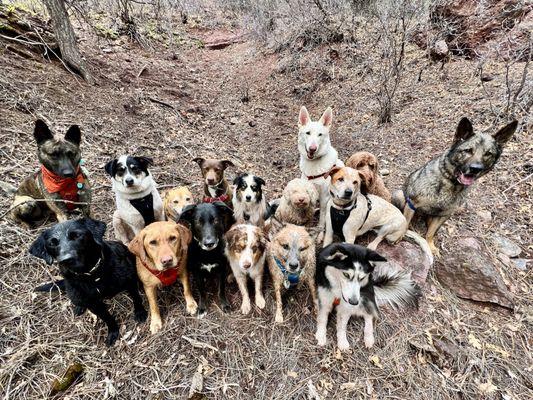Telluride K9 Adventure School