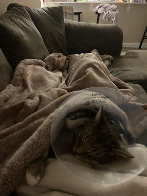 Animal Surgery & Vaccinating Clinic