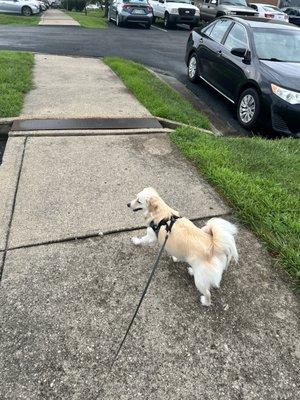Biscuit Bath & Beyond North