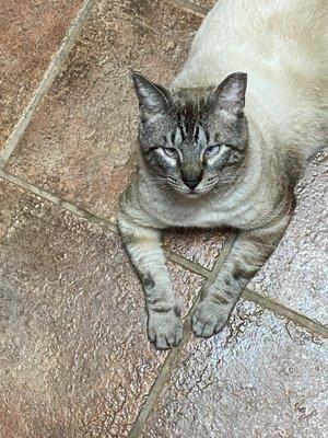 Gratuitous pic of my cat