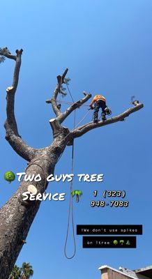 Two Guys Tree Service