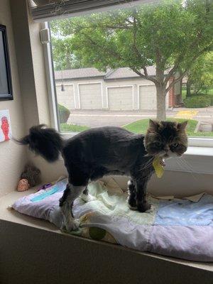 Cat haircut