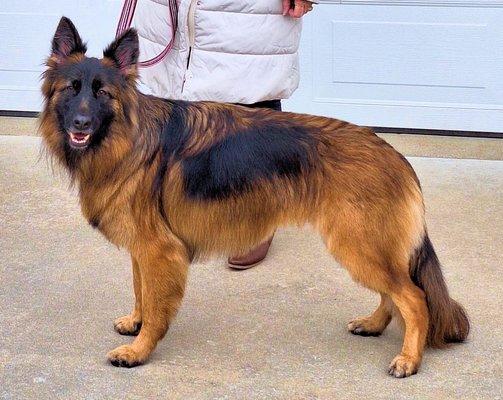 The Pet Parlor Rockwood