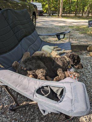 Salt River Veterinary Clinic