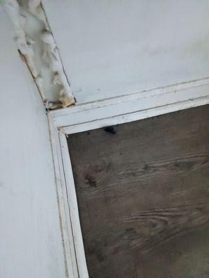 Roaches before moving in.