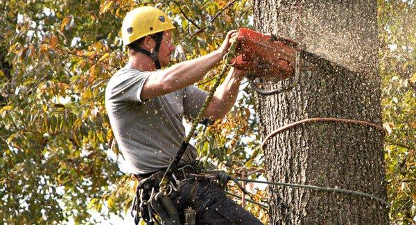 Beaver Creek Tree Care