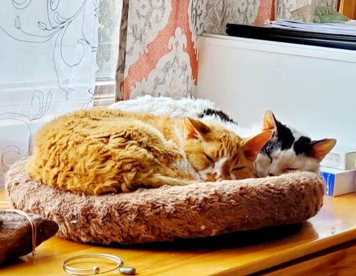 Schuff Veterinary Hospital