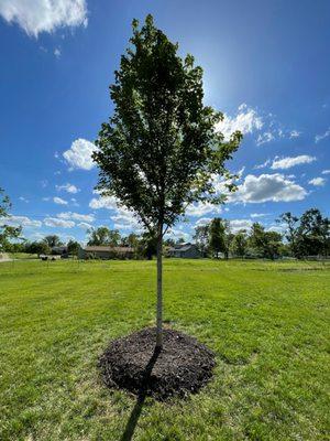 TreeRific Landscaping