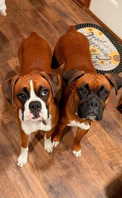 We can train two dogs at the same time!