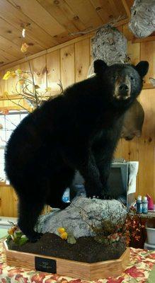 Fins -N- Feathers Taxidermy