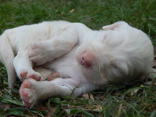 Hill Country Setters