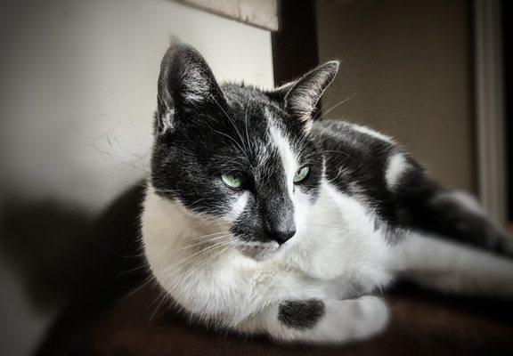 Wag Time-Pet Services