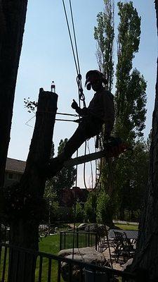 Paulin Family Tree Service