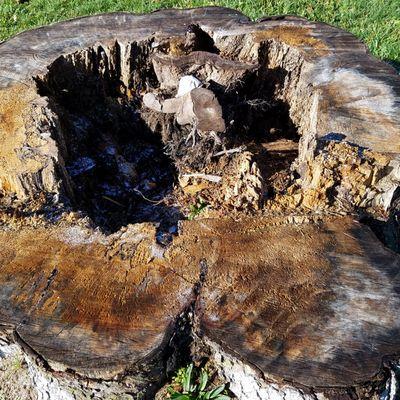 tree stump within another tree stump wrapped around a rock