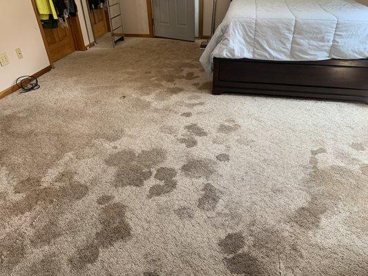 The Carpet Cleaning People