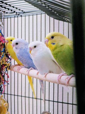 Say hi to Mango, Taro, Pixie and Kiru