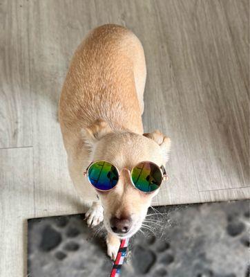 Valentine’s Dog Grooming