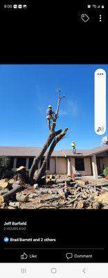 All Around Tree And Shrub Services