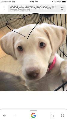 Arizona Animal Actors