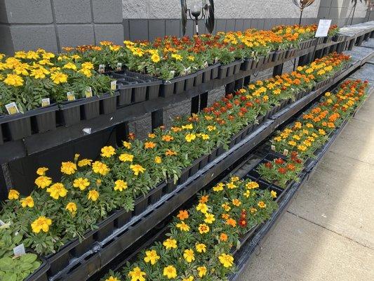 White's Ace Hardware At Geist