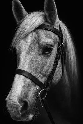 True North Training Center