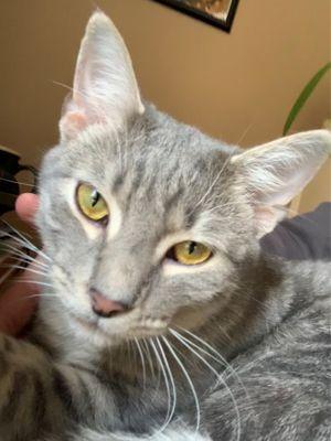 Animal Health and Wellness Hospital