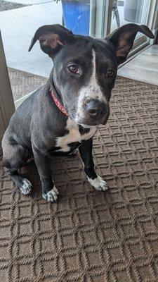 San Diego Pet Training