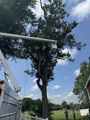 Downs Tree Service
