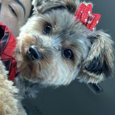 My cute Yorkie- NANA