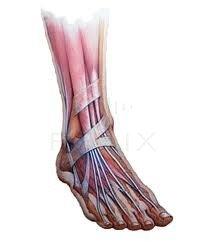 Elizabeth E Auger, DPM