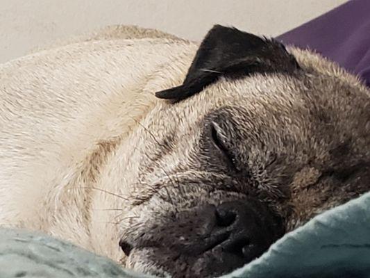 Las Palmas Pet Clinic