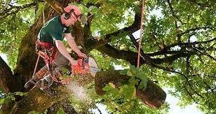 Best Tree Service