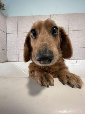 The Barkery Boarding and Daycare