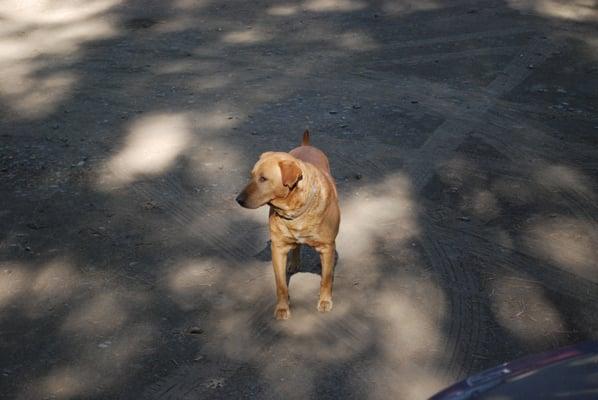 The Yosemite Paradise Dog.