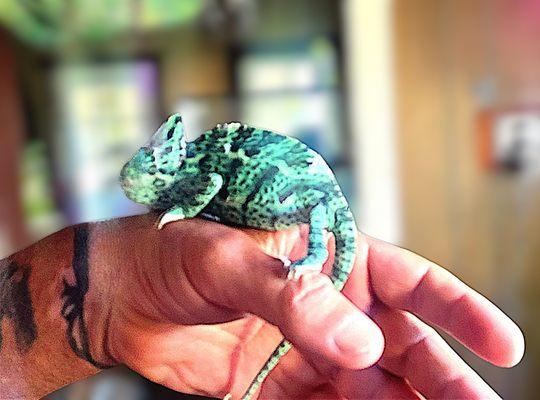 D'zz Spot Reptarium and Educational Center