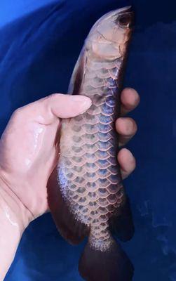 African Arowana fish