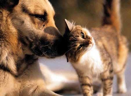 Barks and Purrs Pet Sitting