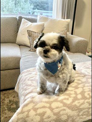 Scruffy Tails Pet Grooming Salon