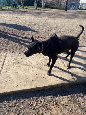Walter Reed Dog Park