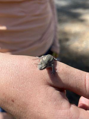 Camp Mather General Store