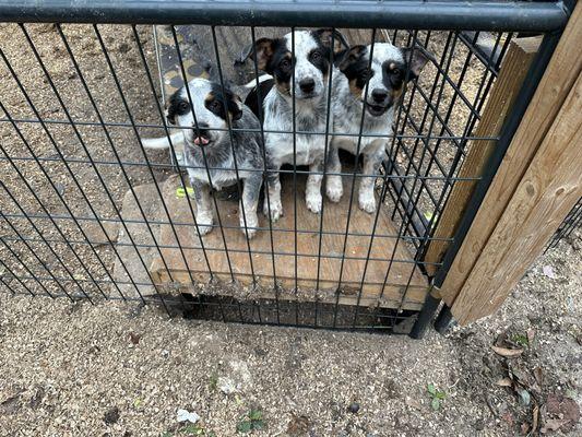 All Creatures Rescue Outreach Services