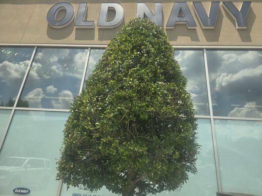 Old Navy