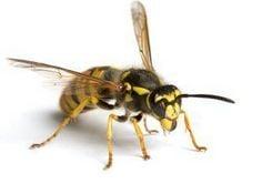 Anteater Exterminating