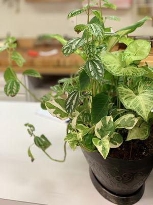 Freshness~ In Front Of Their Counter