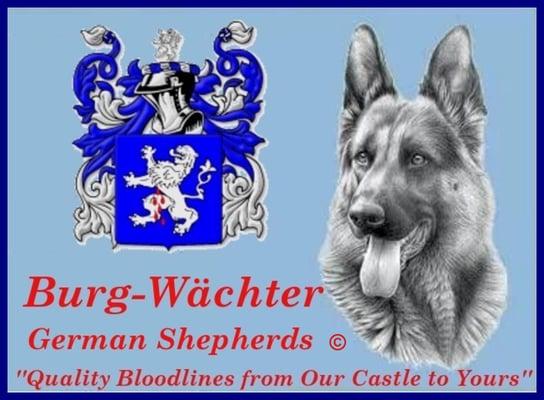 Burg-Wächter German Shepherds