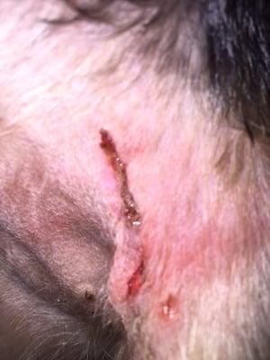 Posh Paws Grooming by Michelle