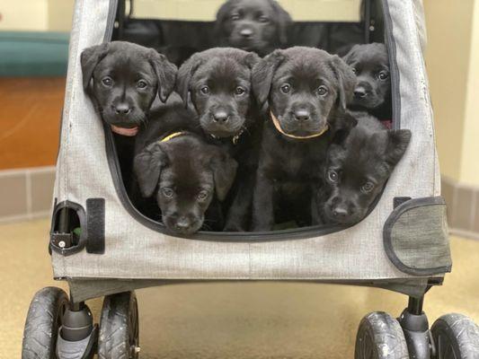 Janssen Veterinary Clinic