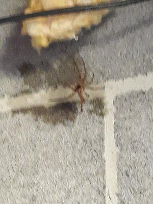 North Shore Pest Management