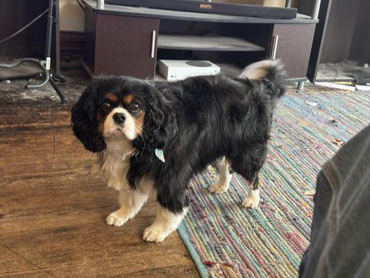 Sitting Pretty Pet Spa - Muskegon